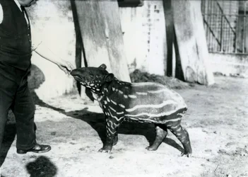 Um jovem anta malaia com guardião no zoológico de Londres, 18 de outubro de 1921